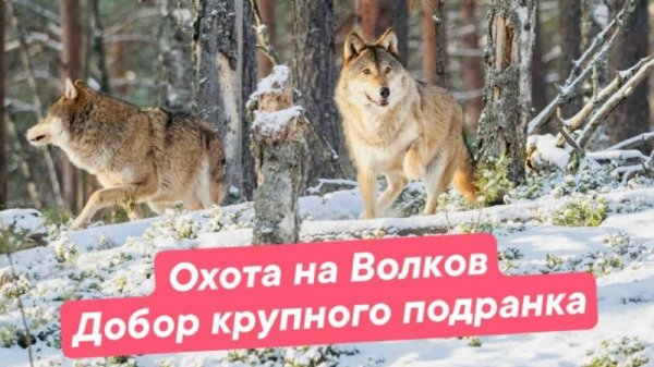 Охота на волка. Добор крупного подранка.