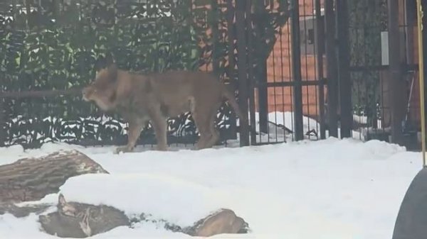 18022026гУвожу Шерханчика в будку [get.gt]