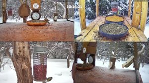 #онлайн_кормушка_для_птиц. 19 февраля 2026 года. г. Калуга