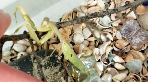 Как мы кормили богомола Люсю 😋🐛