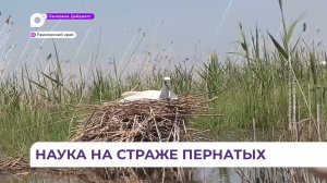 Приморские орнитологи стоят на страже пернатых