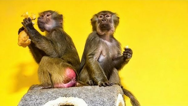 Это КОШМАР! Люся открыла вольер и все гамадрилята выскочили из вольера!!!