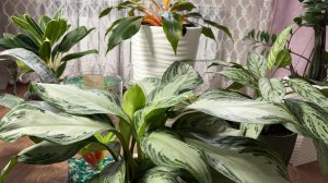 Комнатные цветы уже почувствовали весну (Архив 24 года)