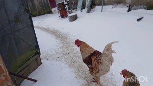 ФЕВРАЛЬСКИЕ + , -- .  ПРИРОДА ЧУДИТ