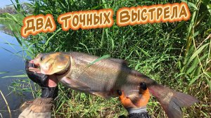 Рыбалка с Рогаткой - Два Точных Выстрела! Змееголов + Толстолобик #fish #top #2025 #рекомендации #1k