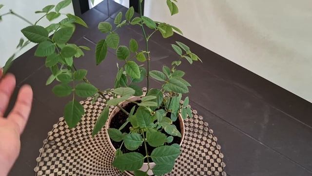 МНЕ ВПОЛНЕ ДОСТАТОЧНО САМОГО ЛУЧШЕГО смотреть онлайн