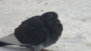 Голубеграмм