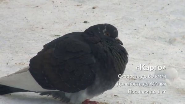 Голубеграмм