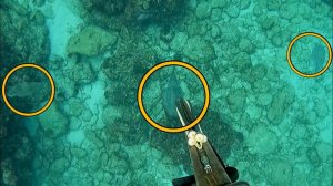 Подводная охота / Посмотрите, какие огромные эти три кальмара...