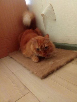 подпишись на канал пожалуйста