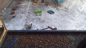 обед для белок