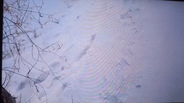 Алеша и Алтай