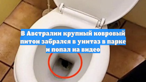 Питон залез в унитаз общественного туалета в Австралии и ждал свою жертву
