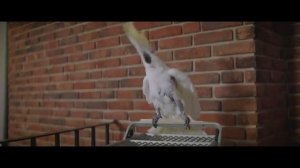 Официальный трейлер "Семейный переполох (2024)"