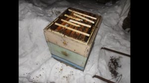 февраль, замена ульевого дна и подстановка магазинных рамок с медом ( видео из архива )