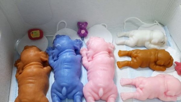 видео про сквишь собачек