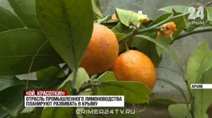 Жёлтые и кислые с крымской пропиской: как Путин в один момент сделал популярными наши лимоны?