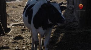 Русские иностранцы. Анонс. Канал Телепутешествия