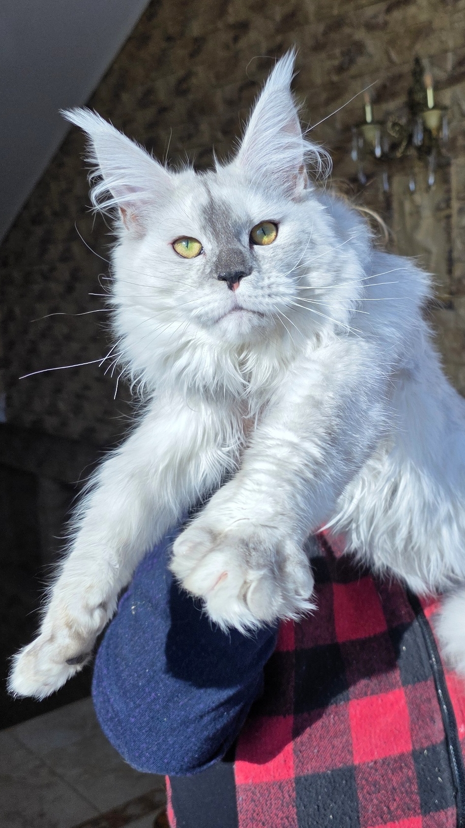 Jali Mos Lakshestar котенок мейн кун 7 месяцев.