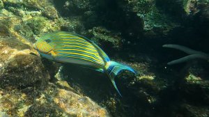 Подводный мир Тайланда