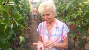 Кишмиш Юпитер США. Очень вкусный и сладкий, высокая морозостойкость.