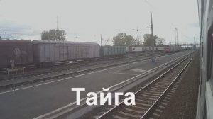 Тайга - Юрга 1