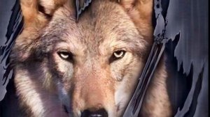 Garik Garik-Одинокий Волк...💥💥💥