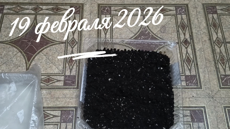 Сажаю сладкий и острый перец. Биостимулятор