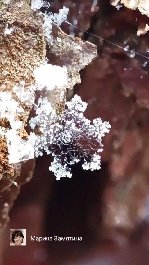 Снежинки в лесу. смотреть онлайн