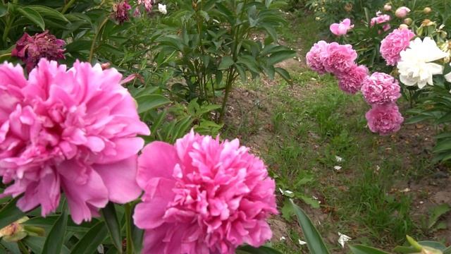 пион Элвис - автор Ипполитова 2005 г