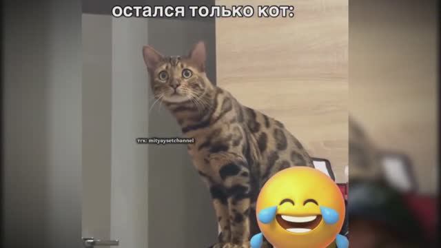 #смешныевидео -997 смотреть онлайн