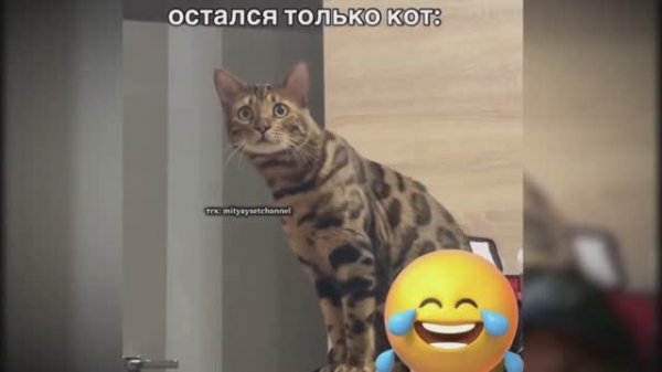 #смешныевидео -997