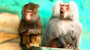 Нарушили идиллию гамадрилов! ЛИДА действуй, вороны могут опередить! Благодаственное ХРЮ от Елисея!