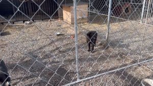 Выпустил Герду погулять