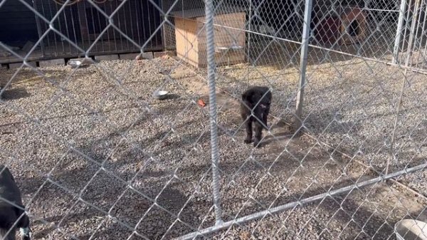 Выпустил Герду погулять