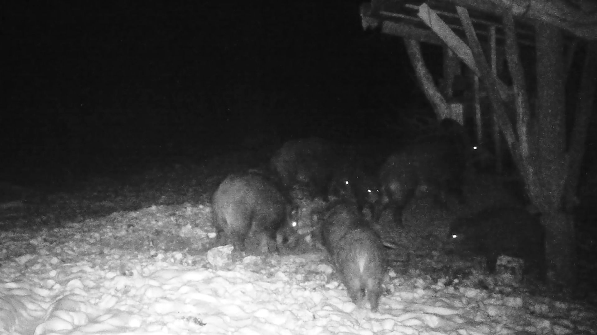 Кабаны опять тут как тут: знакомые лица на старой кормушке смотреть онлайн