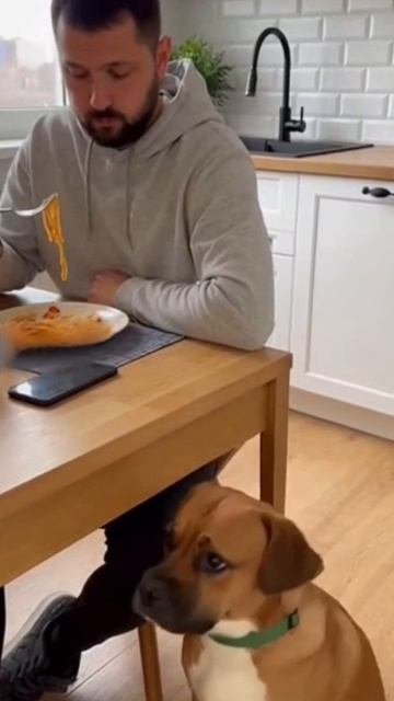 Песель просит поделиться 🐶