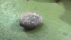 Окаменелость из раскопа во дворе Азовского музея