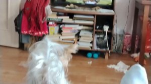 йоркширский терьер Кики смотрит телевизор