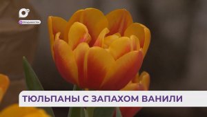 Без комментариев / Тюльпаны / 19.02.26