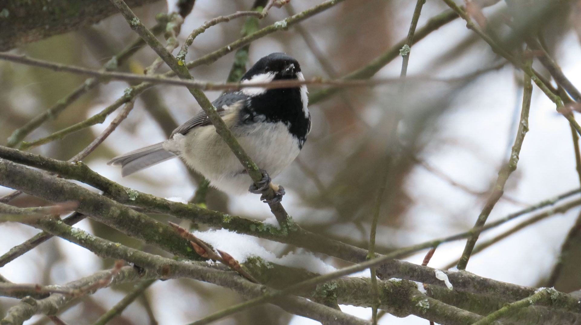 Московка_#1, Битца, 19 февраля 2026 смотреть онлайн