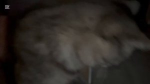 🩷Приехали сестра с зятем/ Обмен вкусняшками/ Подарок для котиков/ Вечерние хлопоты