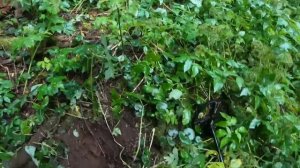 Коп по войне!Серия 137 . ЖУТКО РЕДКАЯ НАХОДКА!!! (1)