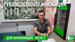 Руководство по инкубации для начинающих, часть 2