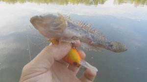 Щука на свале