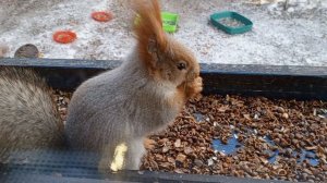 белохвостая белка