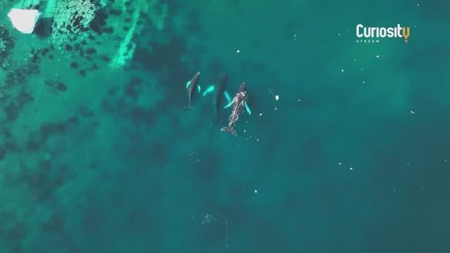 АНТАРКТИДА: ПРОБУЖДЕНИЕ ГИГАНТА смотреть онлайн