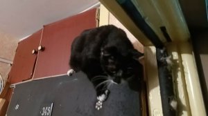 Киска залезла на дверь