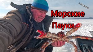 Ловлю морских пауков  С глубины охотского моря.