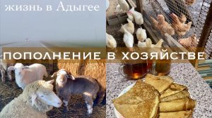 Жизнь в Адыгее/Новые жители/Зима ушла?/Диалог с Катькой/